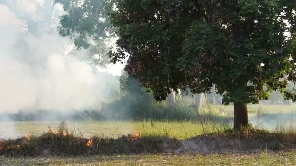 Feu et fumée brûlant dans les champs d'herbe . — Video