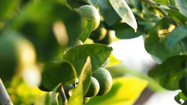 Camera panning, Lemon on tree branch. — Stock Video