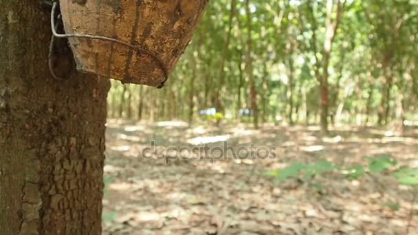 Camera slide dolly, rows of rubber trees on a plantation in Thailand. Asia. — Stock Video