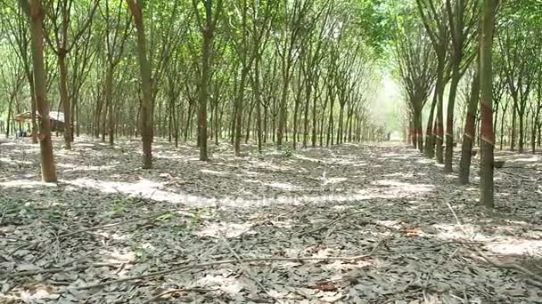 Fotoaparát posouvání, řádky gumy stromků na plantáži v Thajsku. Asie. — Stock video