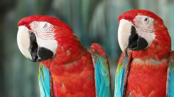 İki kırmızı ve yeşil Macaws tıraşlama kadar yakın. — Stok video