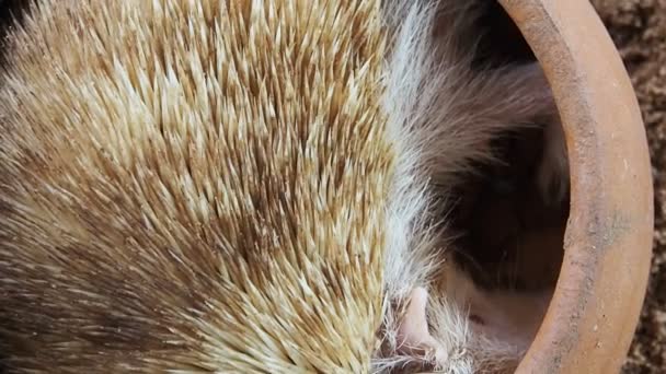 Close-up van slapen Hedgehog. — Stockvideo