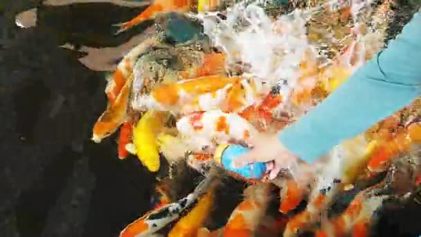 Alimentazione pesci carpa fantasia nuotare nello stagno . — Video Stock