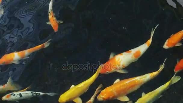 Peixes de carpa chiques nadam na lagoa . — Vídeo de Stock