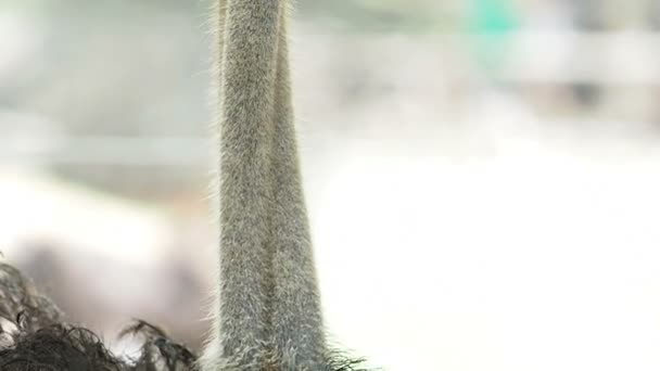 Close up ostrich head — Stock Video