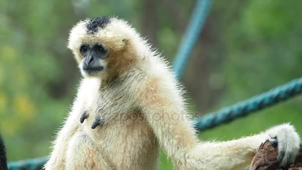 Gibbon à joues blanches sur la branche de l'arbre . — Video