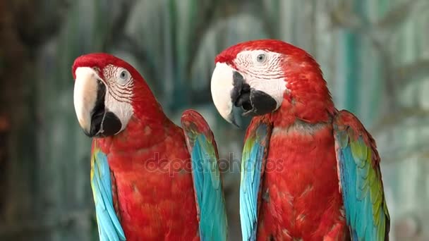 Conure czerwony papuga ptak. — Wideo stockowe