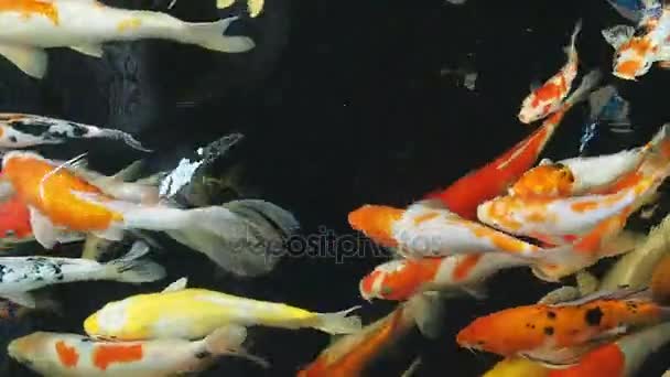 Fancy carp fish swim in pond. — Stock Video