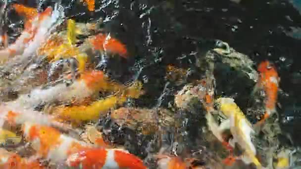 Ausgefallene Karpfenfische schwimmen im Teich. — Stockvideo