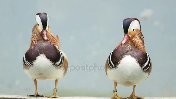 Pareja de pato mandarín . — Vídeo de stock