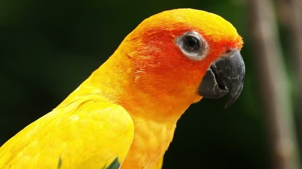 Primer plano lindo sol conure loro pájaro . — Vídeos de Stock