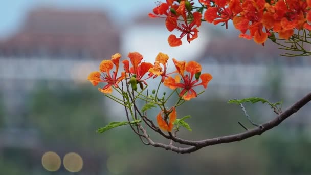 Flor rosa en el viento . — Vídeos de Stock