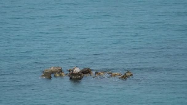 Vagues de mer s'écrasant sur les rochers. — Video