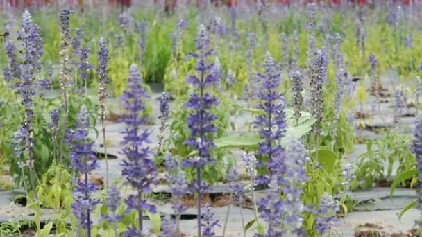 Primo piano del fiore di salvia blu nel campo da giardino . — Video Stock