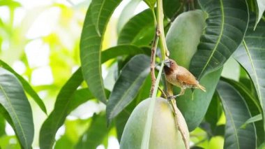 Serçe kuş tut çim yapı için ağzına bir yuva.