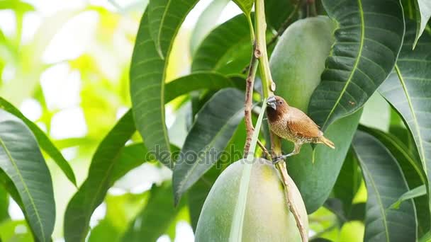 Sparrow Bird segurar grama na boca para construir um ninho . — Vídeo de Stock