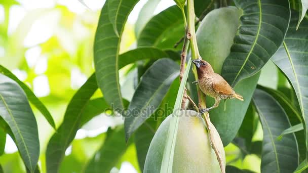 Sparrow Bird segurar grama na boca para construir um ninho . — Vídeo de Stock