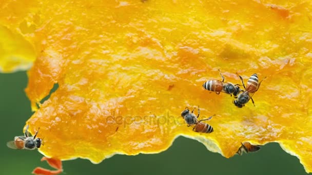 Abeille travaillant sur mangue jaune sèche .