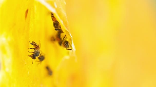 Bee arbetar på torra gula mango. — Stockvideo