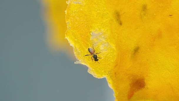 Abeille travaillant sur mangue jaune sèche . — Video