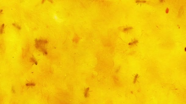 Пчела работает на сухом желтом манго . — стоковое видео
