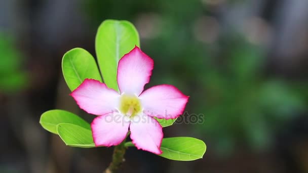 Close up Rosa Deserto rosa brezza del vento . — Video Stock