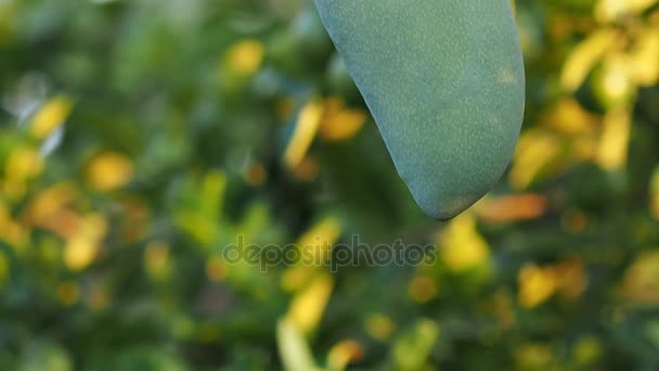 Camera tilt up, Mango on tree branch. — Stock Video