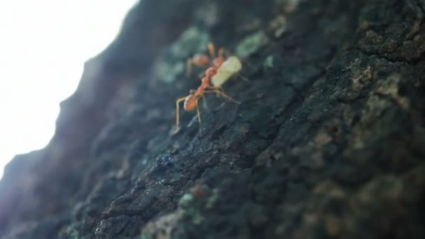 Formiche tessitrici rosse che trasportano cibo, lavoro di squadra e lavoro duro concetto . — Video Stock