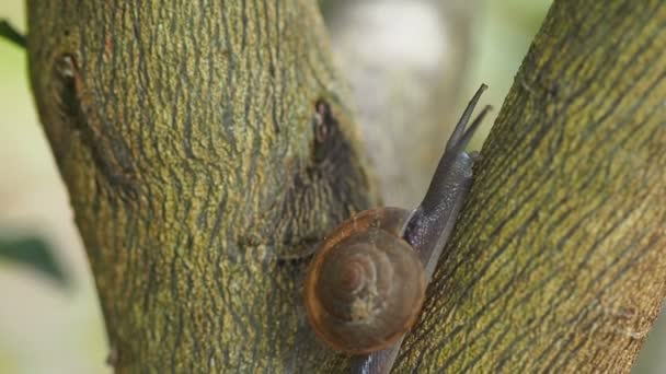 Macro gros plan escargot glisse sur la branche de l'arbre, caméra panoramique . — Video