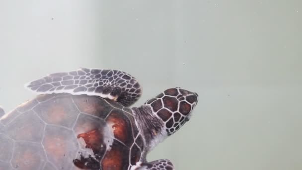 Una tartaruga di mare hawksbill in uno stagno — Video Stock