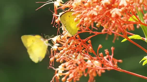 Pieridae Appias albina žluté motýli se jedí nektar květin. ()