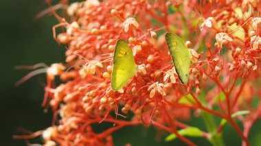 Pieridae Appias albina sarı kelebekler nektar çiçek yemek.