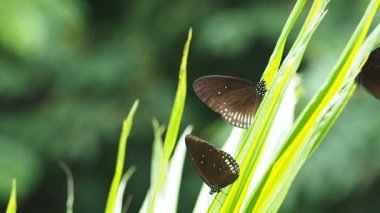 Euploea radhamantus siyah kelebekler üzerinde yeşil yaprakları mineral yemek vardır.