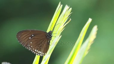 Euploea radhamantus siyah kelebekler üzerinde yeşil yaprakları mineral yemek vardır.
