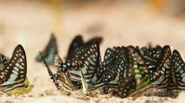 Graphium doson ve diğer kelebekler yere maden yemek vardır. 