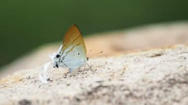 Lycaenidae Hypolycaena amasa kelebekler maden yemek.
