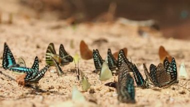 Kelebekler zemin, Select odaklanmak maden yemek vardır.