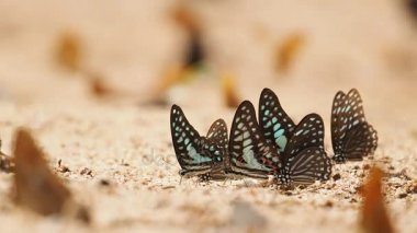 Graphium doson ve diğer kelebekler yere maden yemek vardır. 