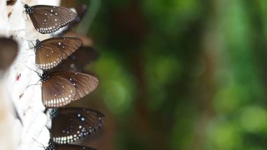 Euploea radhamantus siyah kelebekler maden yemek.