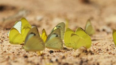 Pieridae Appias albina sarı kelebekler maden yemek.