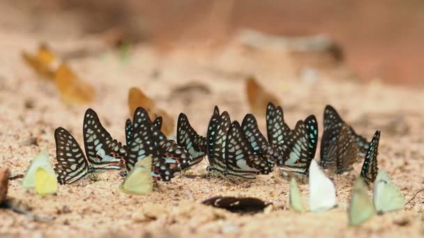 Las mariposas se alimentan de minerales en el suelo, seleccione el enfoque . — Vídeo de stock
