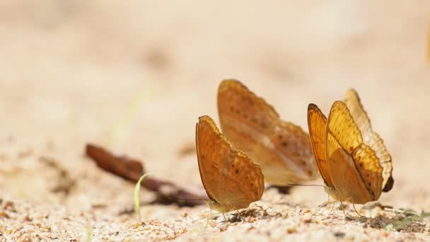 Nymphalida Cirrochroa tyche butterflies are eat mineral. — Stock Video