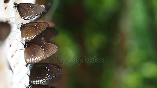 Euploea radhamantus черные бабочки едят минерал . — стоковое видео