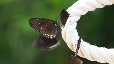 Euploea radhamantus siyah kelebekler maden yemek.