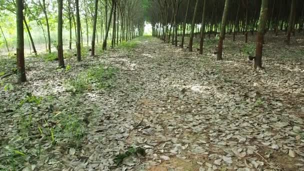 Látex lechoso extraído del árbol de caucho natural, Hevea Brasiliensis. . — Vídeo de stock