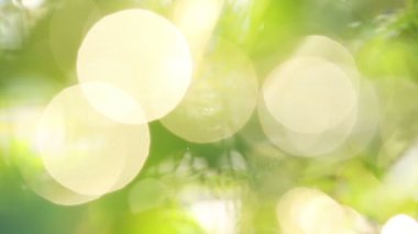 Odak yeşil bokeh arka planı için kullanılan ışık, yaprakları.
