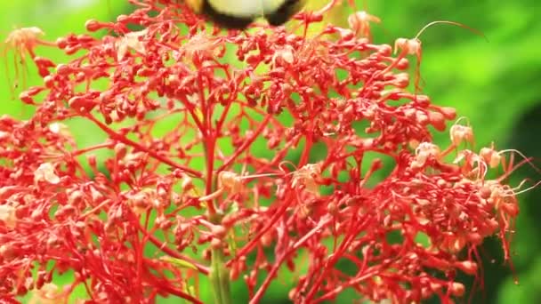 Pieridae Appias albina žluté motýli se jedí nektar květin. — Stock video