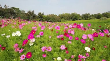Mor ve beyaz cosmos alanında meltem çiçek.