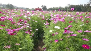 Mor ve beyaz cosmos alanında meltem çiçek.
