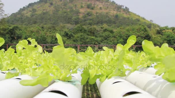 Organic Hydroponic vegetable farm in wind. — Stock Video